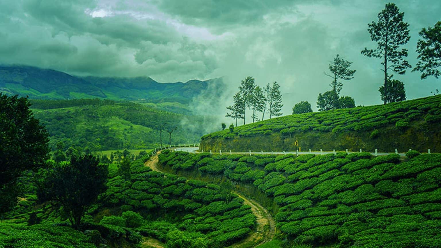 Munnar Tea Gardens